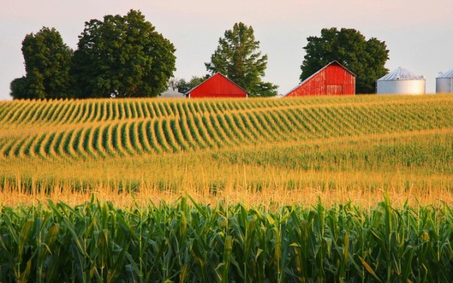 illinois corn fields